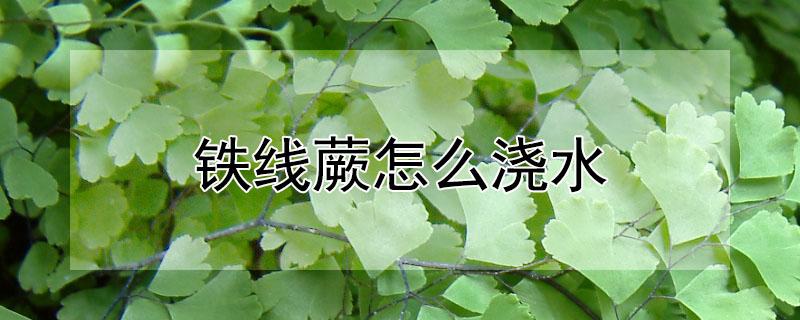 铁线蕨怎么浇水（铁线蕨浇水频率）