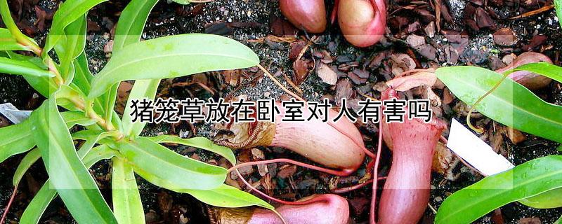 猪笼草放在卧室对人有害吗（猪笼草放在卧室对人有害吗）
