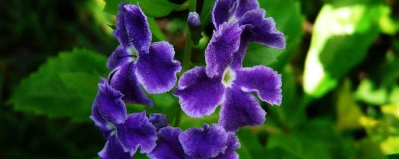 紫金露花的养殖方法 金露花的养殖方法和注意事项