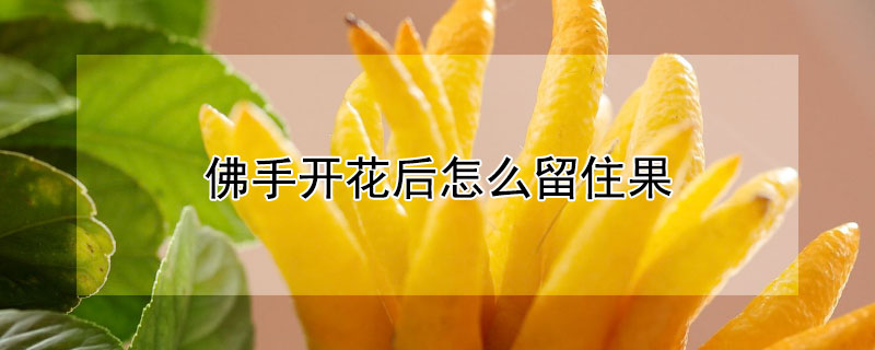 佛手开花后怎么留住果 佛手要开花了,但还有果实怎么办
