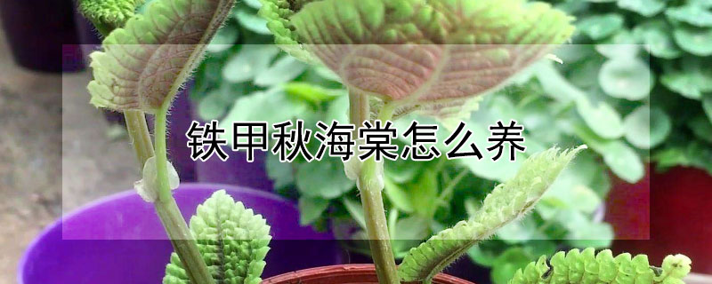 铁甲秋海棠怎么养 铁甲秋海棠养殖