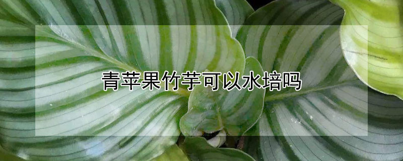 青苹果竹芋可以水培吗（青苹果竹芋可以水培吗怎么养）