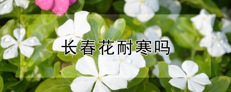 长春花耐寒吗（长春花耐低温吗）