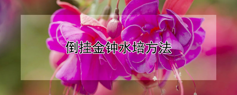 倒挂金钟水培方法 倒挂金钟能水培扦插吗