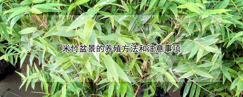 米竹盆景的养殖方法和注意事项（米竹盆景的养殖方法和注意事项有哪些）