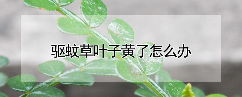 驱蚊草叶子黄了怎么办（驱蚊草叶子黄了怎么补救）