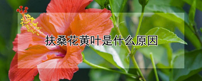 扶桑花黄叶是什么原因 扶桑花黄叶是怎么回事