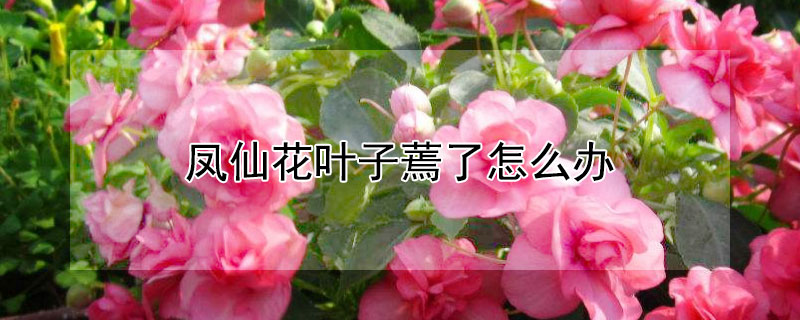 凤仙花叶子蔫了怎么办 凤仙花的叶子蔫了怎么办