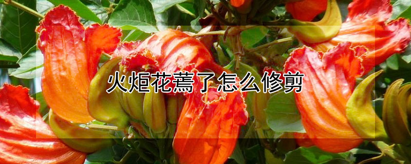 火炬花蔫了怎么修剪 火炬花蔫了怎么修剪枝条