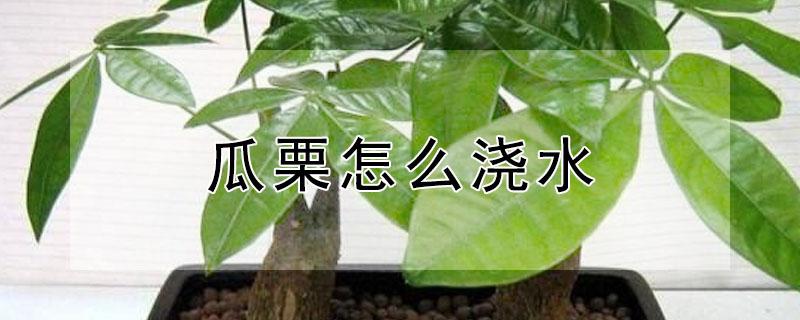 瓜栗怎么浇水 瓜栗浇水频率