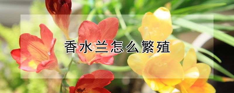 香水兰怎么繁殖（香水兰怎么繁殖的）