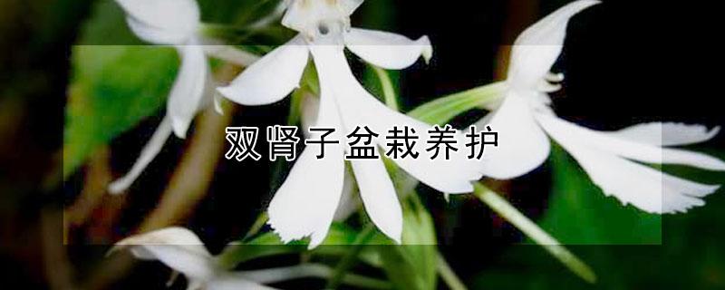 双肾子盆栽养护（双肾子树的栽培技术）