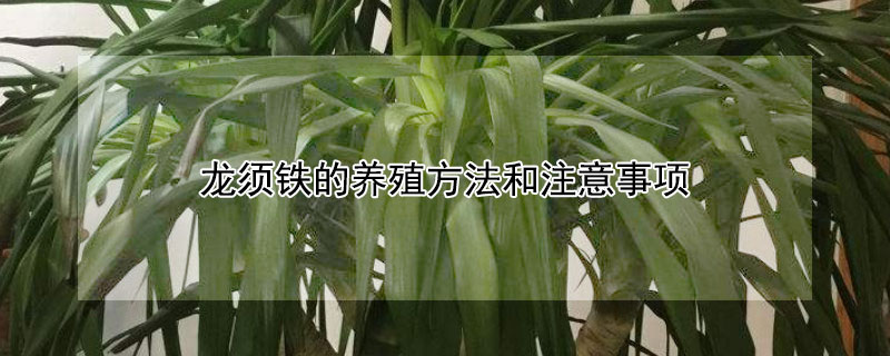 龙须铁的养殖方法和注意事项 龙须铁的养殖方法和注意事项是什么