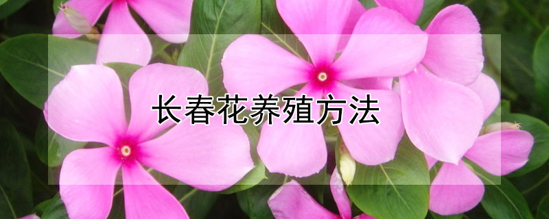 长春花养殖方法 长春花养殖方法视频