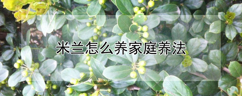米兰怎么养家庭养法（米兰怎么养活）