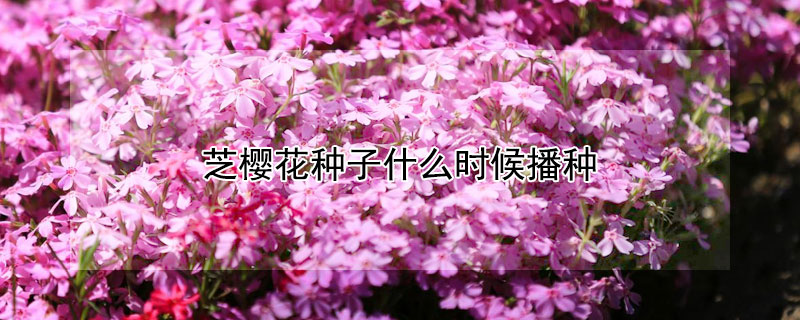 芝樱花种子什么时候播种（芝樱花种子多久发芽）