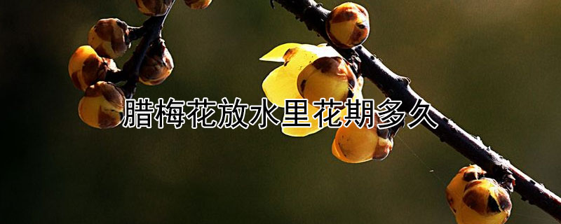 腊梅花放水里花期多久 腊梅花放水里能开吗