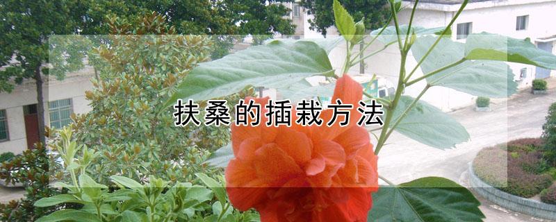 扶桑的插栽方法 扶桑的插栽方法视频