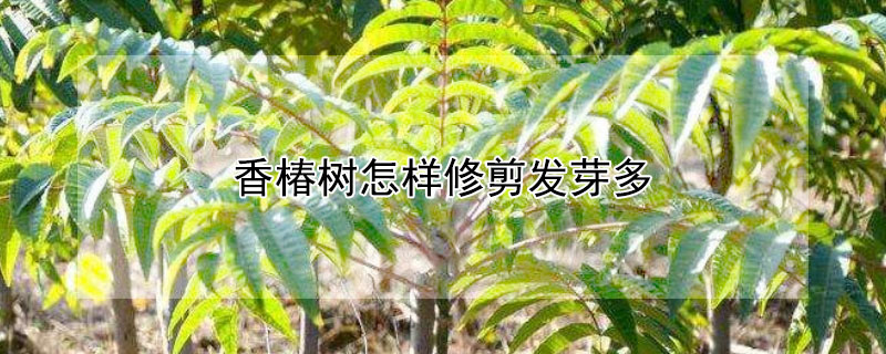 香椿树怎样修剪发芽多 香椿树太高可以锯断吗