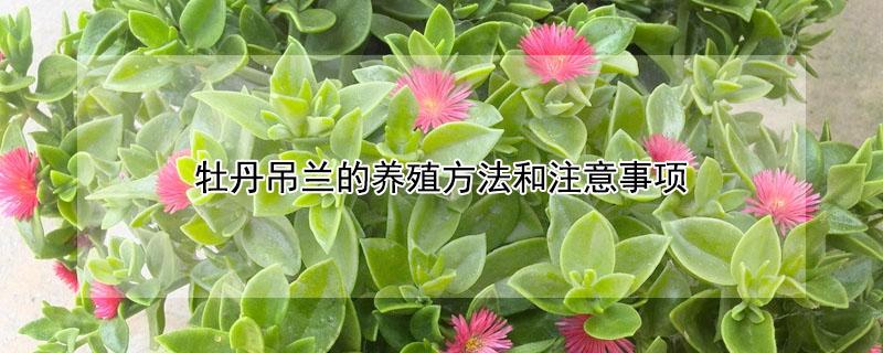 牡丹吊兰的养殖方法和注意事项（牡丹吊兰的养殖方法和注意事项有哪些）