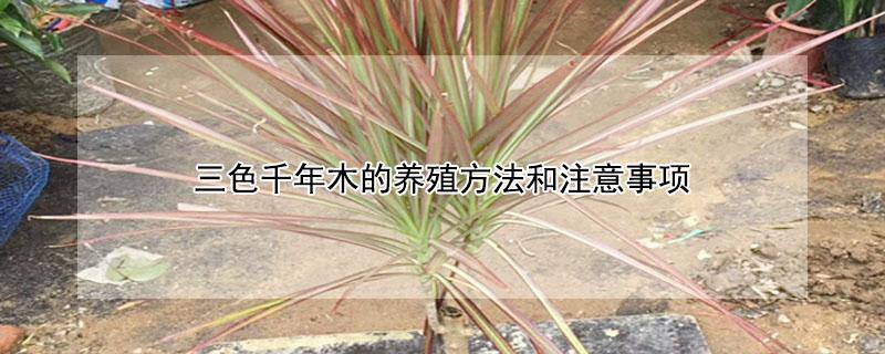 三色千年木的养殖方法和注意事项（三色千年木怎么扦插）