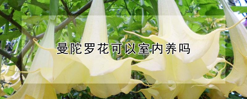 曼陀罗花可以室内养吗（曼陀罗花能在室内养吗）