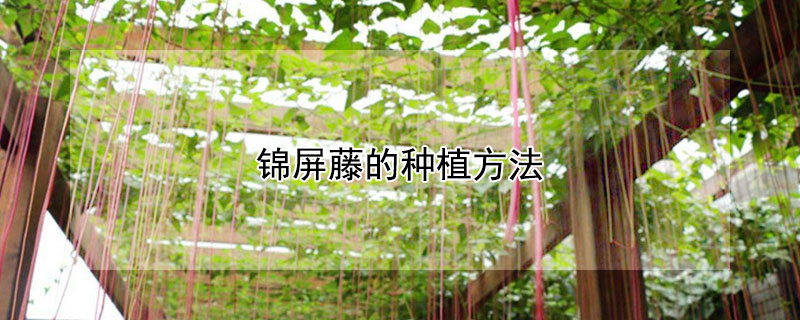 锦屏藤的种植方法（锦屏藤种植技术）