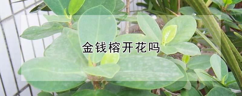 金钱榕开花吗 金钱榕开花吗有毒吗