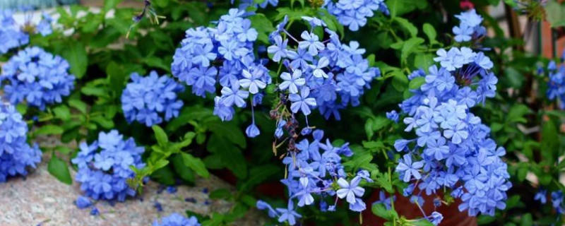 蓝雪花叶子枯了怎么回事（蓝雪花叶子枯萎怎么办）