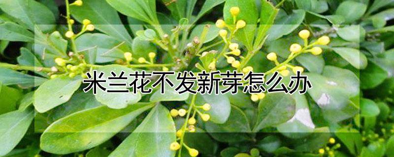 米兰花不发新芽怎么办（米兰花不发新芽怎么办呀）