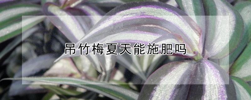 吊竹梅夏天能施肥吗 吊竹梅夏天能施肥吗怎么施