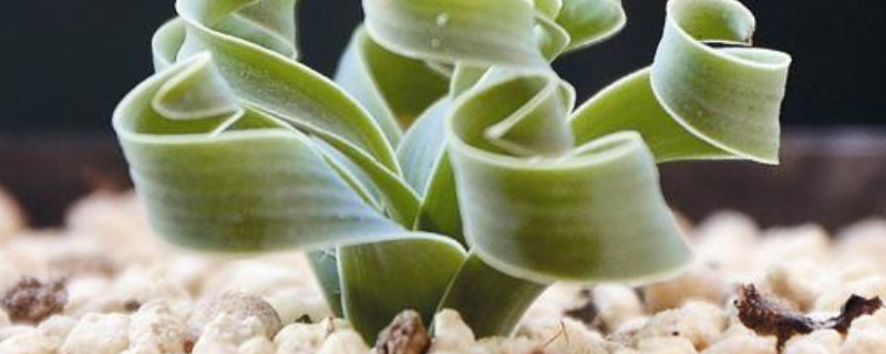 弹簧草怎么上盆 弹簧草怎么养护