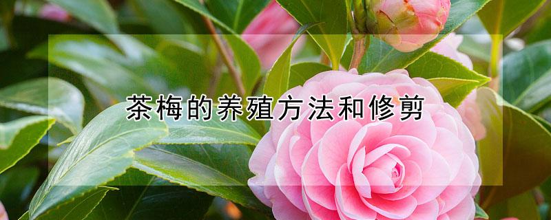 茶梅的养殖方法和修剪 茶梅的养殖方法和修剪技术