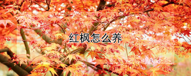 红枫怎么养（红枫怎么养叶子才能红）