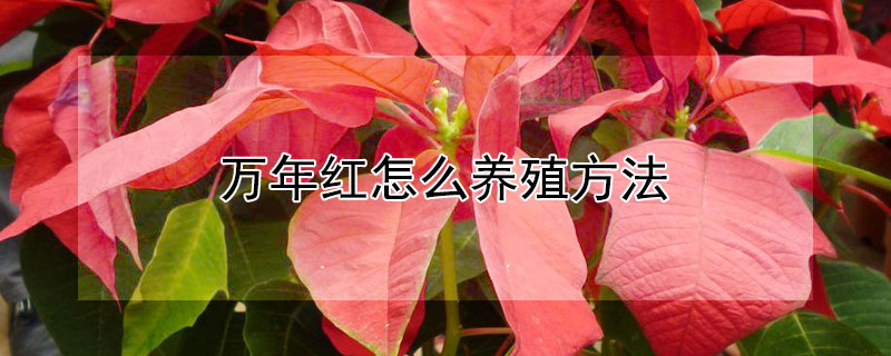 万年红怎么养殖方法（万年红植物风水寓意）