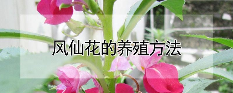 风仙花的养殖方法 风仙花的养殖方法和注意事项视频