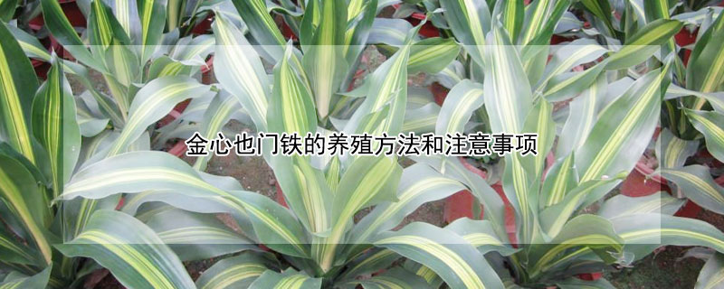 金心也门铁的养殖方法和注意事项 金心也门铁怎么养