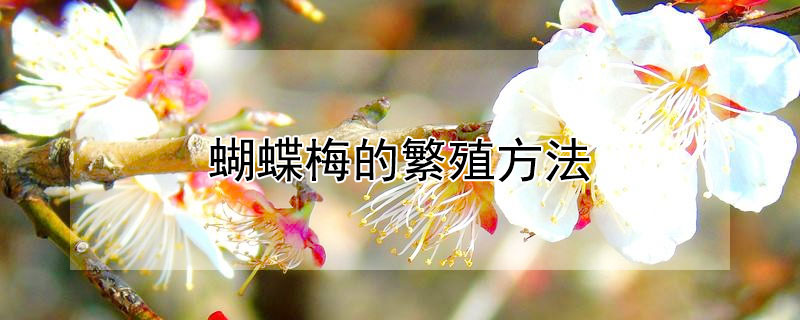 蝴蝶梅的繁殖方法（蝴蝶梅的繁殖方法和栽培技术）