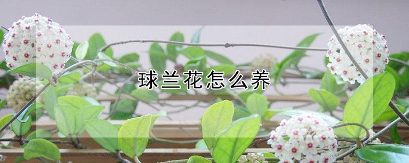 球兰花怎么养 球兰花怎么养护