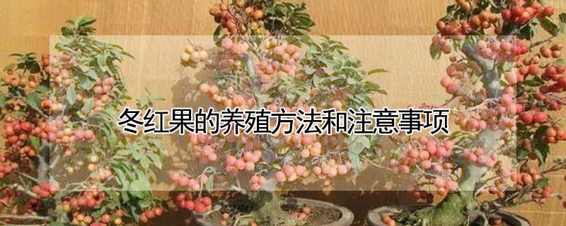 冬红果的养殖方法和注意事项（贵人果和冬红果哪个好）