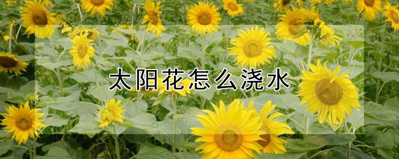 太阳花怎么浇水（太阳花怎么浇水不烂根?）