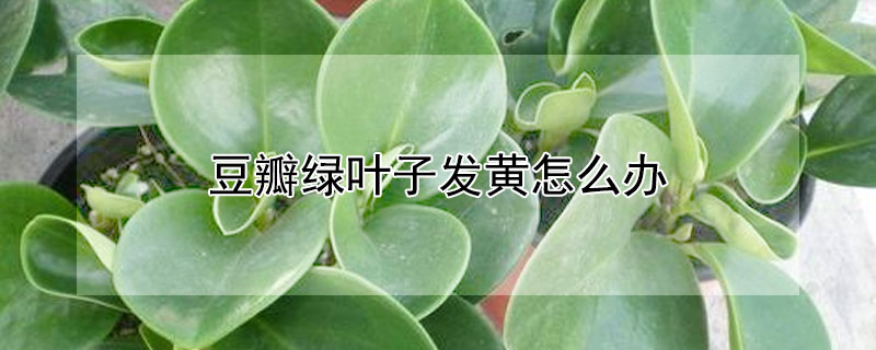 豆瓣绿叶子发黄怎么办（豆瓣绿叶子变黄怎么回事）
