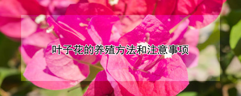 叶子花的养殖方法和注意事项 叶子花的养殖方法和注意事项图片
