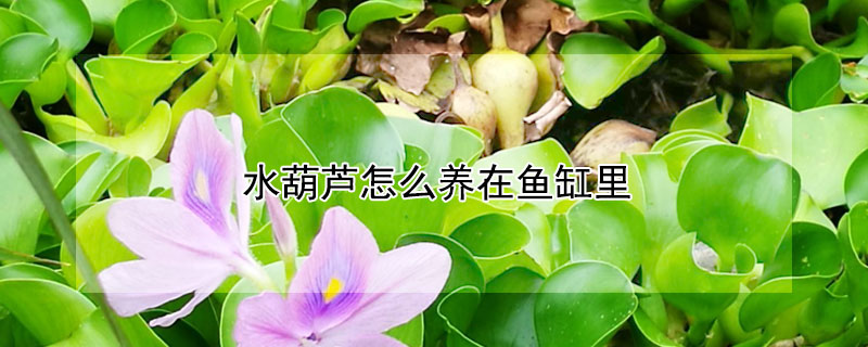 水葫芦怎么养在鱼缸里（水葫芦能给鱼制造氧气吗）