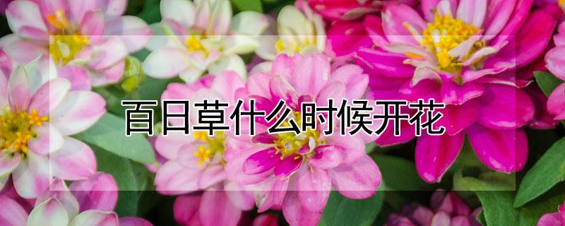 百日草什么时候开花 百日草什么时候开花最好