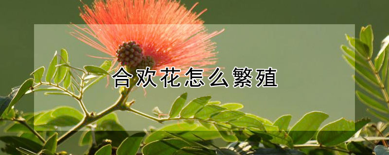 合欢花怎么繁殖（合欢花怎么繁殖的）