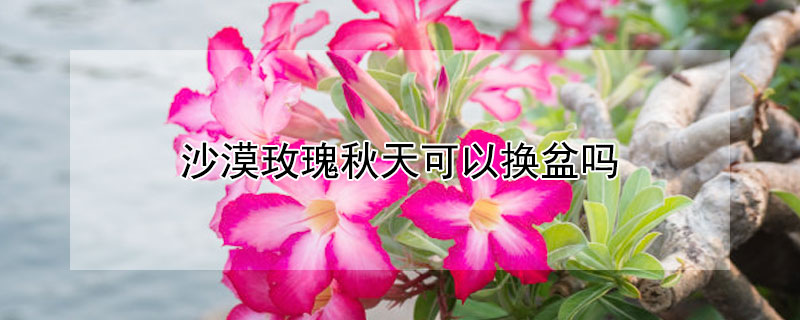 沙漠玫瑰秋天可以换盆吗 沙漠玫瑰秋天可以换盆吗?