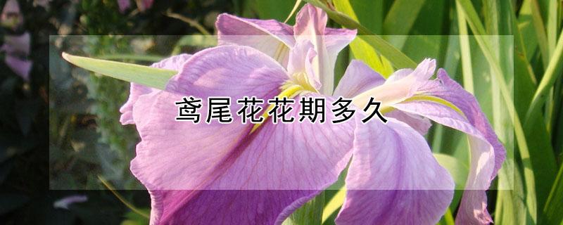鸢尾花花期多久 鸢尾花花期多长时间