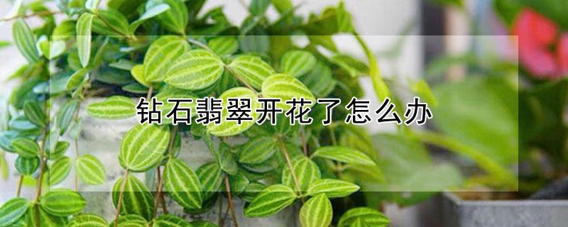 钻石翡翠开花了怎么办（钻石翡翠开花了怎么办呢）