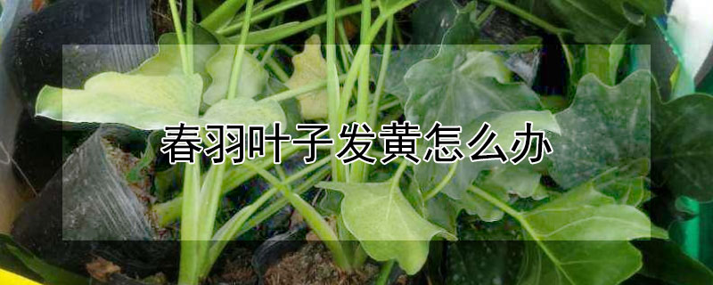 春羽叶子发黄怎么办 春羽叶子变黄发焦什么原因